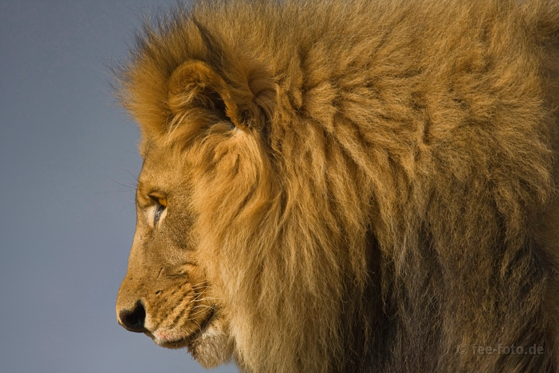 Kalahari Lion
